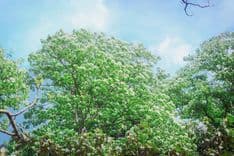 深坑天龍宮、風露嘴桐花步道