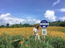 六十石山金針花季