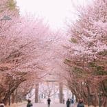 北海道神宮&圓山公園